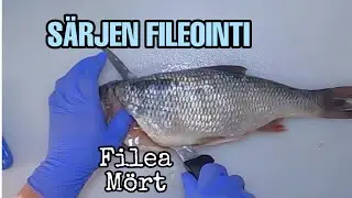 HOW I FILLET A ROACH FISH | S&Auml;RJEN FILEOINTI | S&Auml;RKI | FILEA MORT | FILLET A FISH | FISH FILLETING