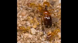 Pheidole antipodum mature ant colony - Carebara like super major sighting?
