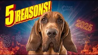 5 Shocking Reasons You NEED a Bloodhound in 2025! 🐶👃 (The Ultimate Scent Detective)
