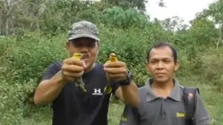 jebakan termudah burung kepodang emas agar dapat banyak