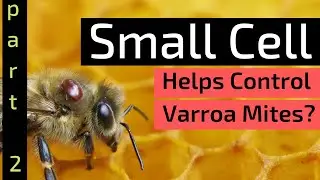 Beekeeping For Beginners - Does Small Cell Foundation Help Control Varroa Mites? | Part 2