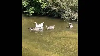 Feral domestic gander calling his family across the road