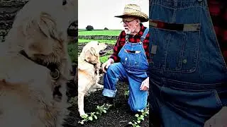 Man Kicks Lamb Into Well! Smart Golden Dog Leads Grandpa To Rescue #goldenretriever #smartdog