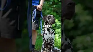 THIS Is How Many Spots Your Dalmatian Has 👀 #shorts