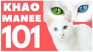 Khao Manee Cat 101 : Breed & Personality