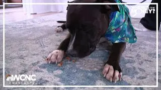 Charlotte dog rescue 'grateful' to get thousands after PayPal 'misunderstanding'