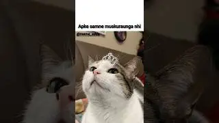 muskan❌#aestheic&nbsp; #shortvideos #tweetreels #viralvideos #popular #sadquotes #cat