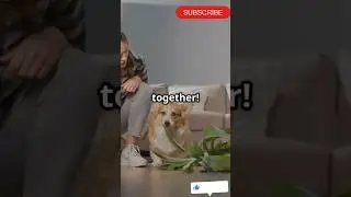 5 Mistakes Every Pet Parent Makes! #trending #viralvideo #ytshorts #shorts