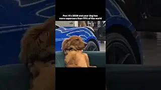 That dog owns A Porsche 💀🔥