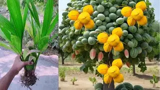 Grow coconut tree with watermelon