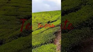 Tea Estate #teaestates #teaplantations #mountains #teagarden #landscape