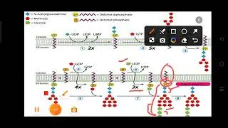 N -linked glycosylation,protein modification