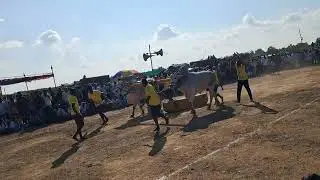 RK BULLS సమరసింహ, వీరనరసింహ Bulls 1st Prize సాధించాయి #rkbulls #rk
