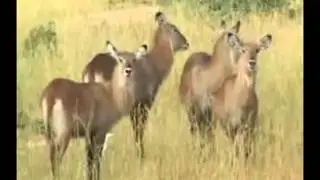 Tour Uganda   Gifted by Nature Cipro Tours