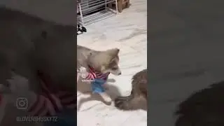 Husky vs. Cat: The Cutest Prank Ever! 😂🐶🐱🐾 #funny #funnyvideos #funnyanimals