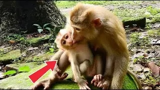 WOW!-KISS-mom and baby-KISS-they are LINDA and LUM