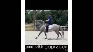 SUL - PRE stallion born 2020 by elite sire Doblon-TR - Ermita&ntilde;o III - Decreto - pirofree