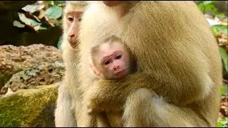 Update Newborn Baby Monkey Lucie 1 days old, and Rainbow And All on April 10,2023 in the Morning.