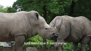Mengenal Binatang BADAK