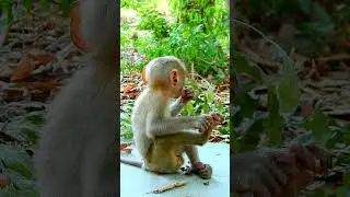 Most adorable monkey action looks very smart. #babymonky #babymonkey #animals