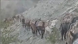 Največa samarica ikad vidjena sa preko 100 konja u planini idu po drva