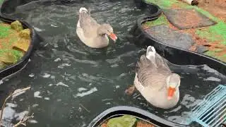 4K Beautiful Pilgrim Geese Swim & Play In A Clear Pond (Water Splashing Sound Is Amazing!)