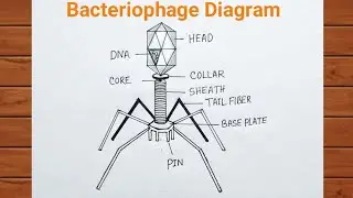 How to Draw Bacteriophage Diagram / Bacteriophage Virus Drawing