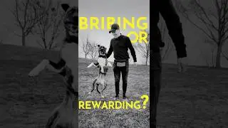 What is the difference between positive reinforcement and bribing?  #dogtraining #puppytraining