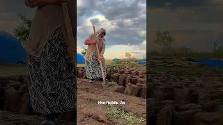 How Cow Dung is Turned into Cooking Fuel in Turkey