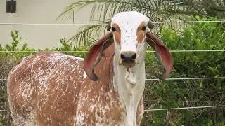 LOTE 15 &bull; 9&ordm; LEIL&Atilde;O PRIME GIR LEITEIRO E GIROLANDO &bull; APIG 380