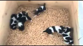 Cachorros de beagle jugando con 3 semanas