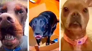The FUNNIEST Dogs of 2025😂(Try Not to Laugh  Challenge😂)