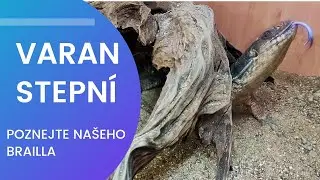 Varan stepní, tak trochu větší ještěr: AW #arachnoparkworld
