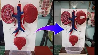 Haw to make kidney function working model/How to make Human Urinary system project 