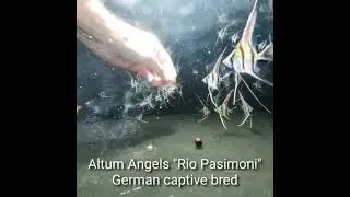 Altum Angels 