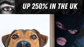 Dog theft: up 250% in the UK
