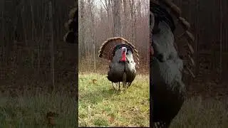 Hungry Long beard with love on his mind...