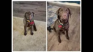 Abby's 6 month growth video!