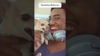 Imitation behavior!#dog#dogs#funnydog#pet#funnypet#funnyvideo #funnyanimals #cutedog #funny#fyp