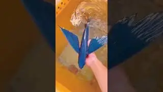 Garnai fish 😱