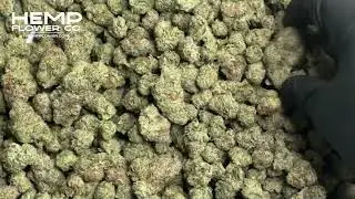 Chicken & Waffles Indoor THCa Flower by Hemp-Flower Co.