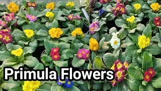 Primula Spring Season Best Flower | Winter Season Flowers | How to Grow Primula Flowers