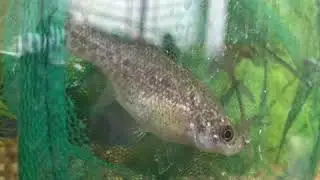Gravid female Alloophorus robustus video 2