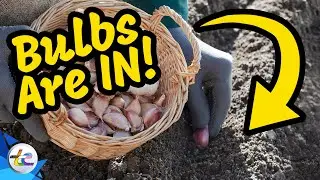 Transport Evolved Chicken and Garden Update: Our Bulbs Are In!