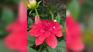Mi note6 pro full camera review.