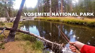 Dry Fly Fishing for Three Species of Trout! | Fall Fly Fishing