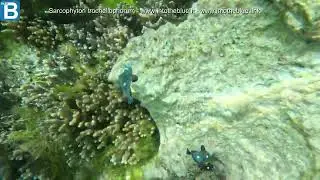 Sarcophyton trocheliophorum - www.intotheblue.it - www.intotheblue.link