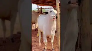 #cattlefarm #farmanimal #bulls#MandiUpdate