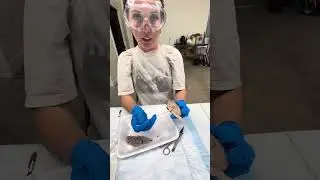 Sheep Brain Lab