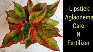 Lipstick aglaonema plant care tips, Red aglaonema plant, Chinese evergreen care n fertilizer